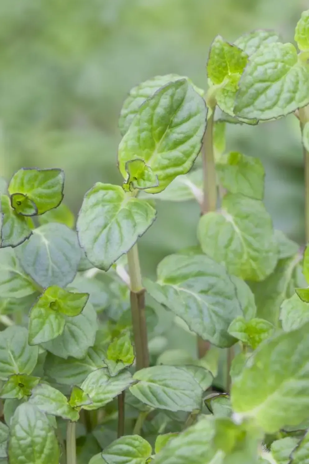 Mentha piperita 'Lemon' (Citroenmunt)