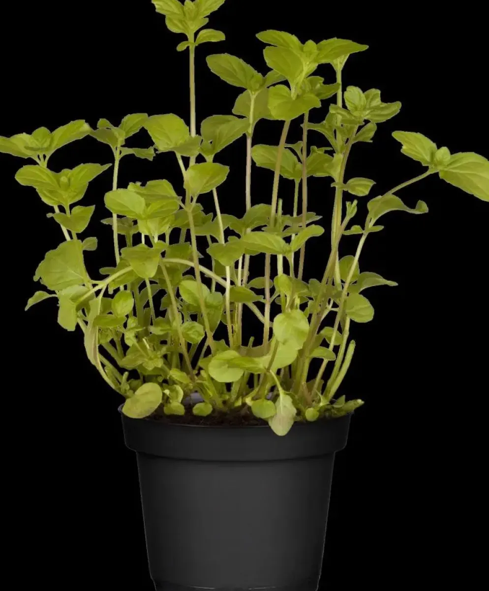 Mentha piperita 'Lemon' (Citroenmunt)