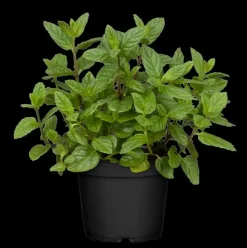 Mentha piperita 'Lemon' (Citroenmunt)