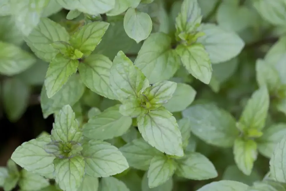 Mentha piperita 'Lemon' (Citroenmunt)