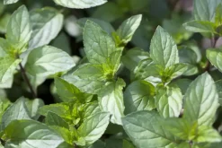Mentha piperita 'Lemon' (Citroenmunt)