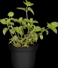 Mentha piperita 'Lemon' (Citroenmunt)