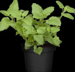 Mentha piperita 'Lemon' (Citroenmunt)