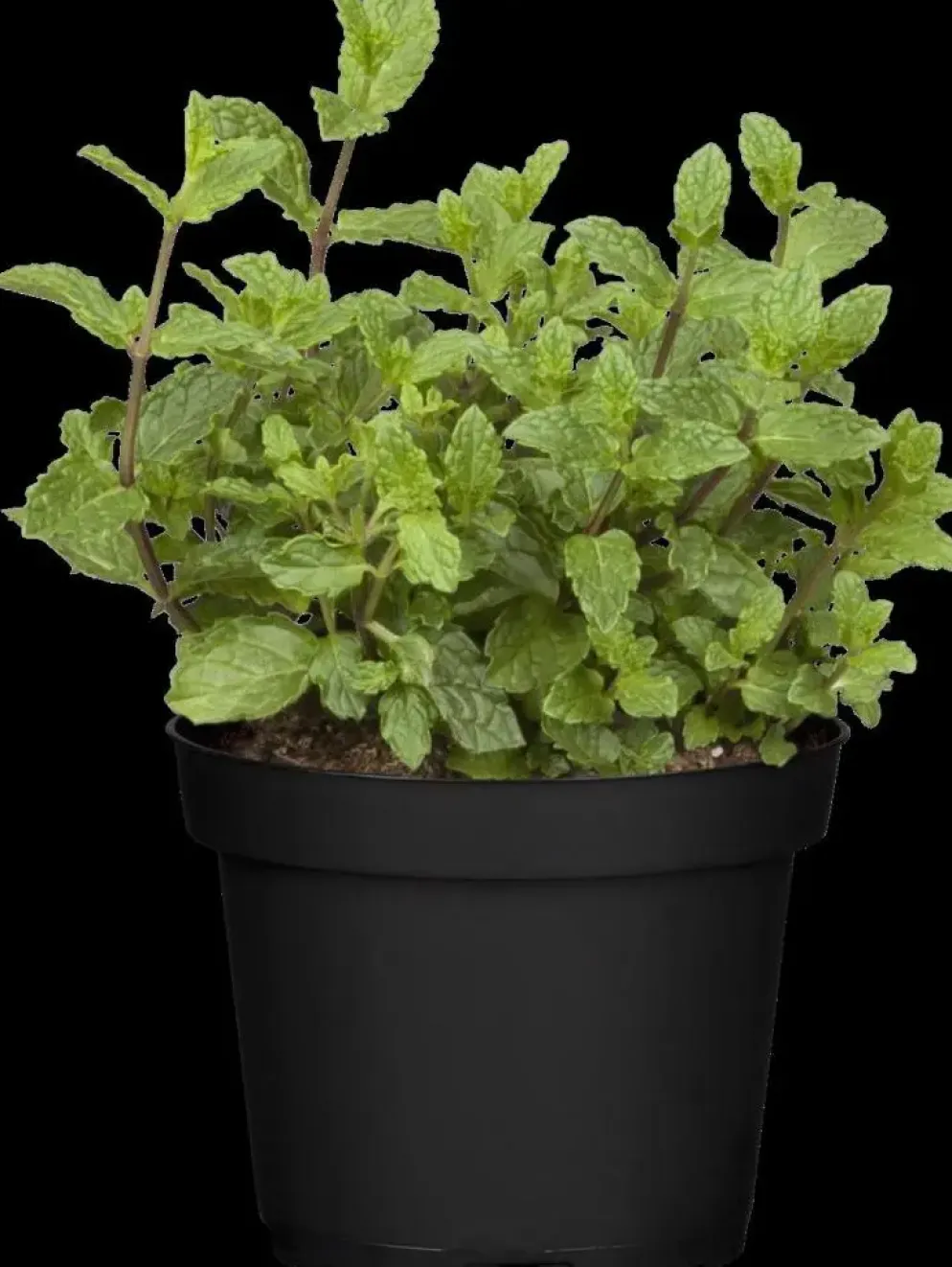 Mentha piperita 'Lemon' (Citroenmunt)