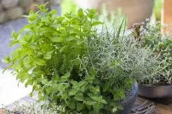 Mentha piperita 'Lemon' (Citroenmunt)