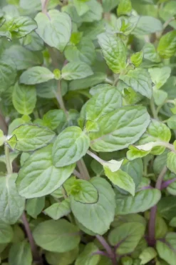 Mentha piperita 'Lemon' (Citroenmunt)