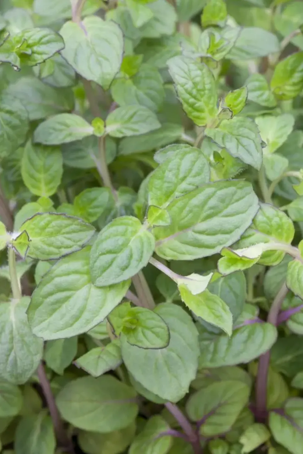 Mentha piperita 'Lemon' (Citroenmunt)
