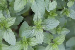 Mentha piperita 'Lemon' (Citroenmunt)