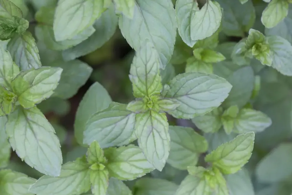 Mentha piperita 'Lemon' (Citroenmunt)