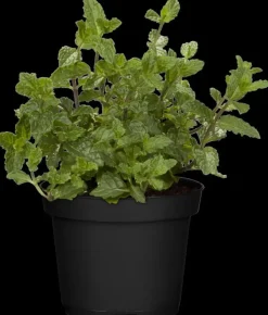 Mentha piperita 'Lemon' (Citroenmunt)