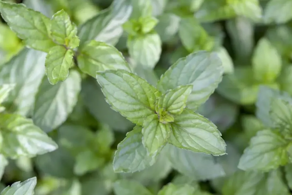 Mentha piperita 'Lemon' (Citroenmunt)