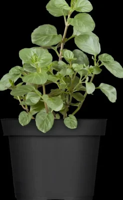 Mentha piperita 'Lemon' (Citroenmunt)