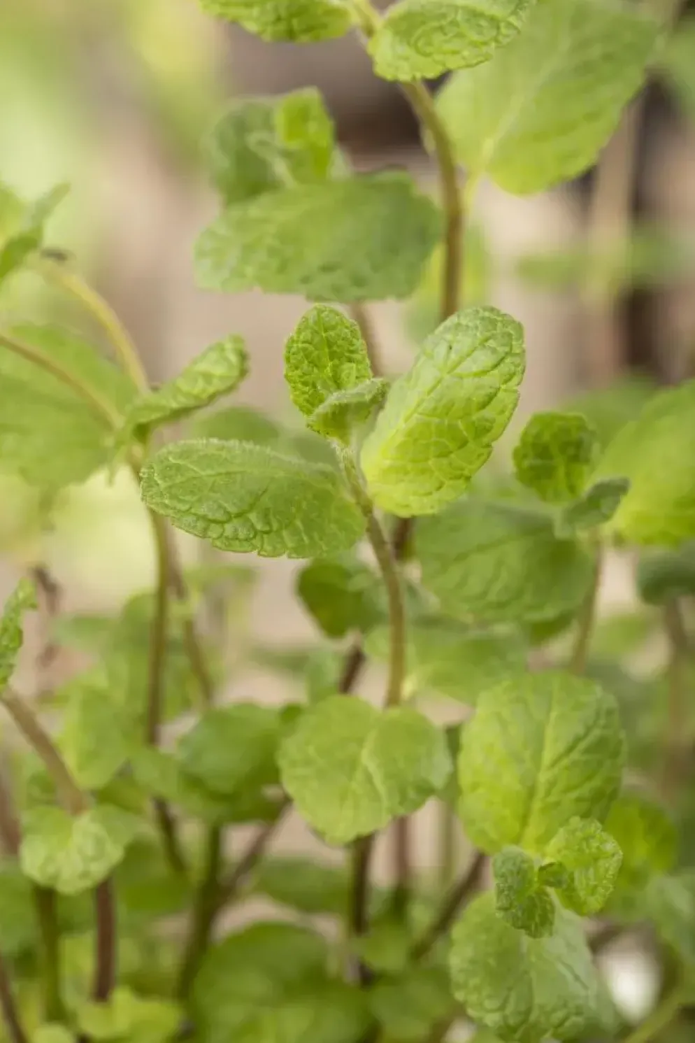 Mentha piperita 'Lemon' (Citroenmunt)