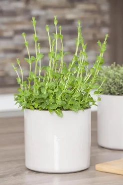Mentha piperita 'Lemon' (Citroenmunt)