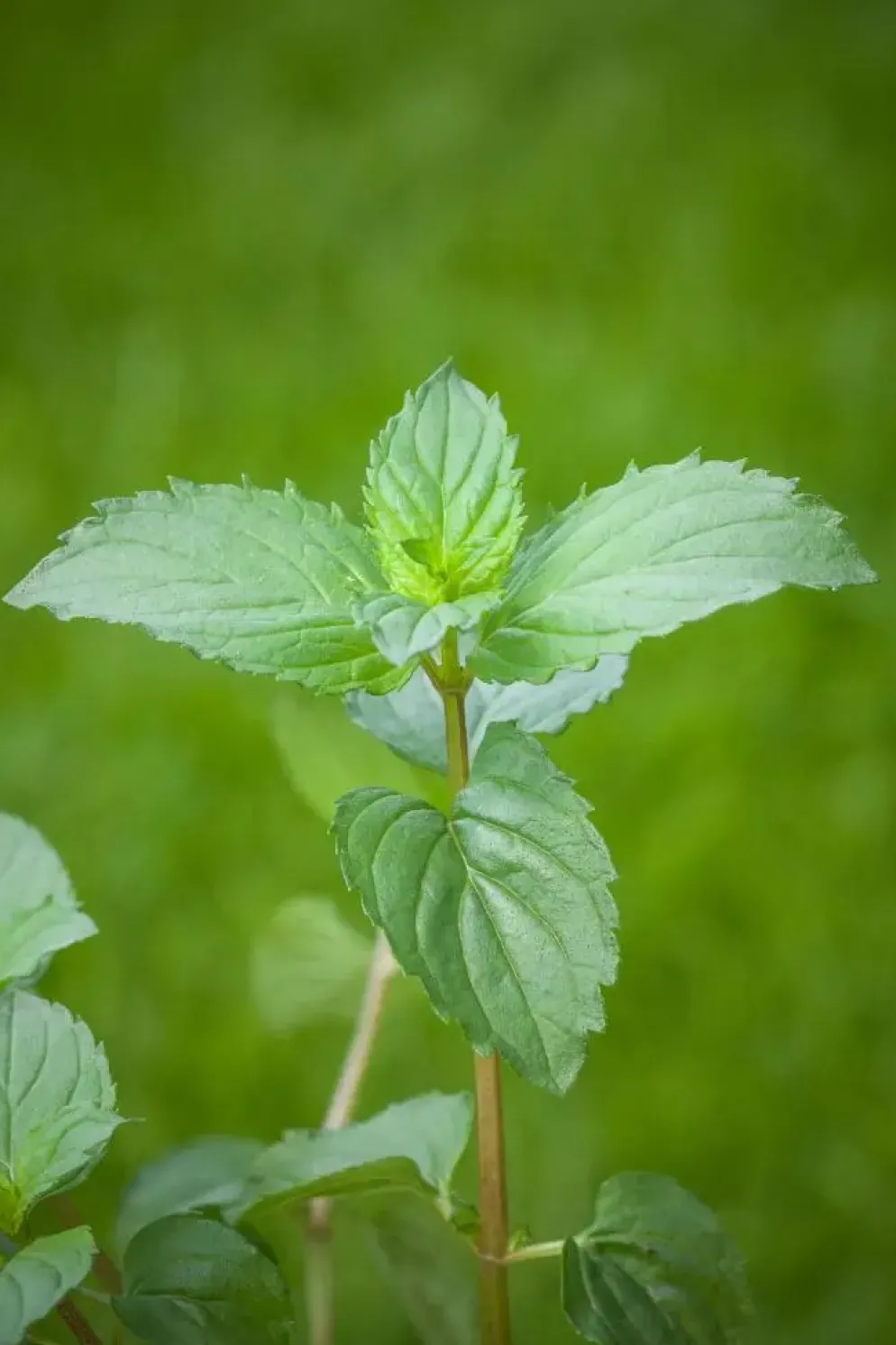 Mentha piperita 'Lemon' (Citroenmunt)