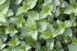 Mentha piperita 'Lemon' (Citroenmunt)