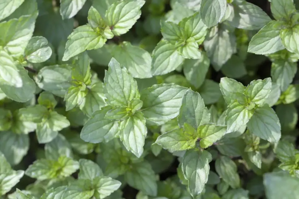 Mentha piperita 'Lemon' (Citroenmunt)