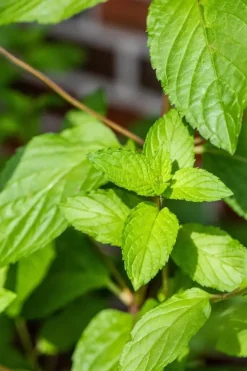 Mentha piperita 'Lemon' (Citroenmunt)
