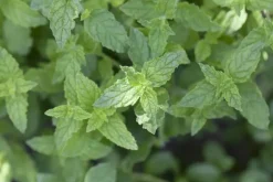 Mentha piperita 'Lemon' (Citroenmunt)