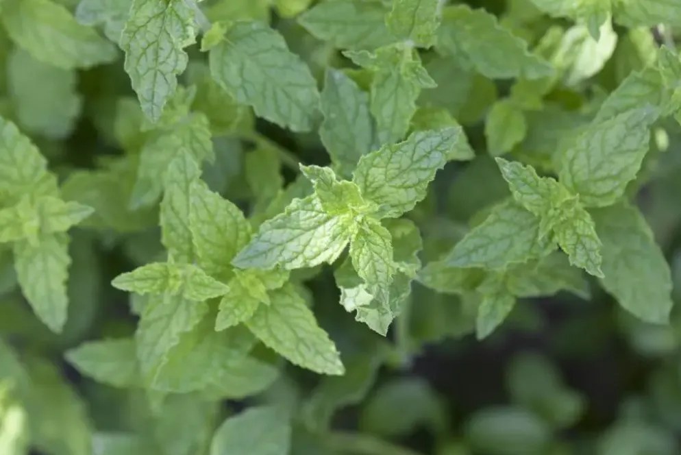 Mentha piperita 'Lemon' (Citroenmunt)