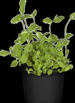 Mentha piperita 'Lemon' (Citroenmunt)