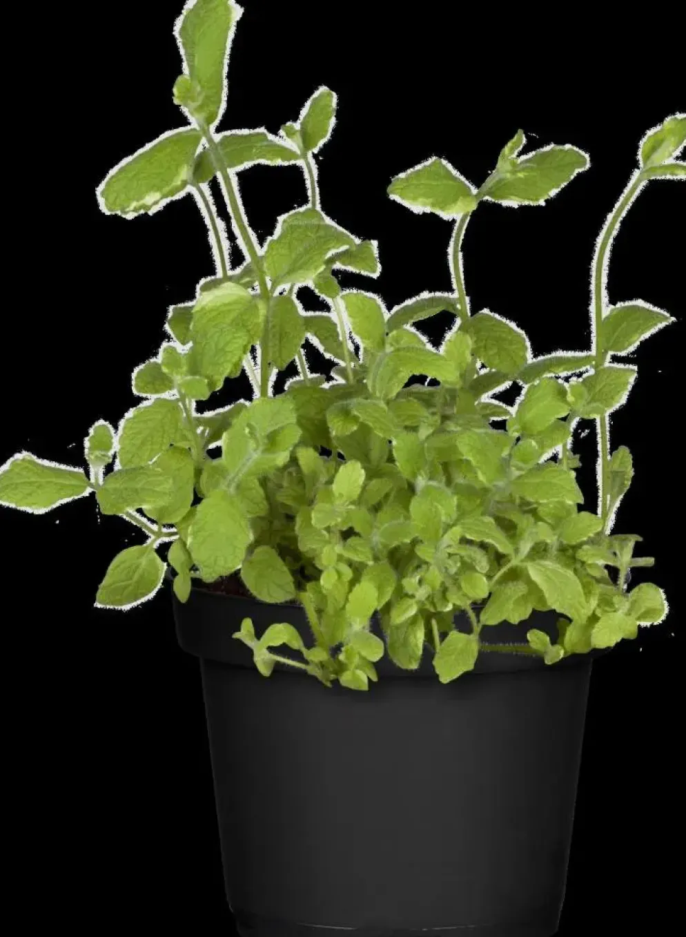 Mentha piperita 'Lemon' (Citroenmunt)
