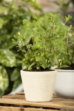 Mentha piperita 'Lemon' (Citroenmunt)