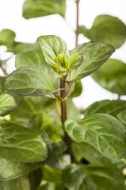 Mentha piperita 'Lemon' (Citroenmunt)