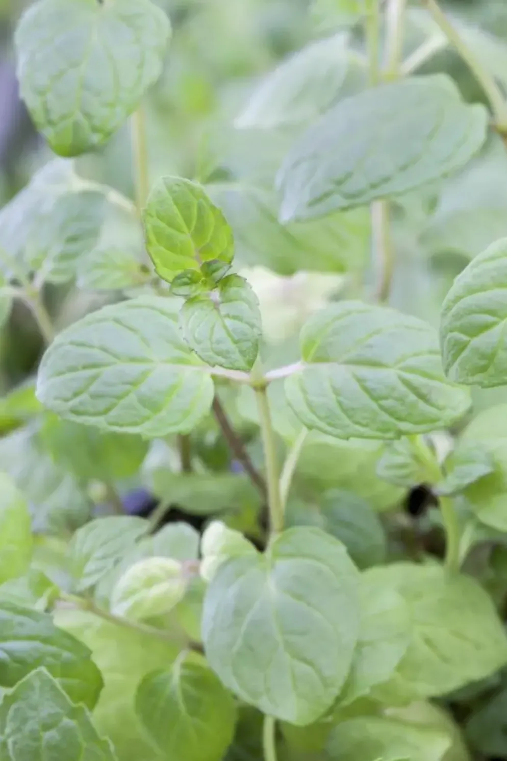 Mentha piperita 'Lemon' (Citroenmunt)