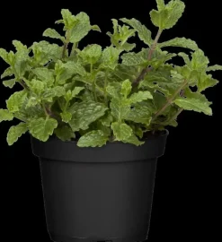 Mentha piperita 'Lemon' (Citroenmunt)