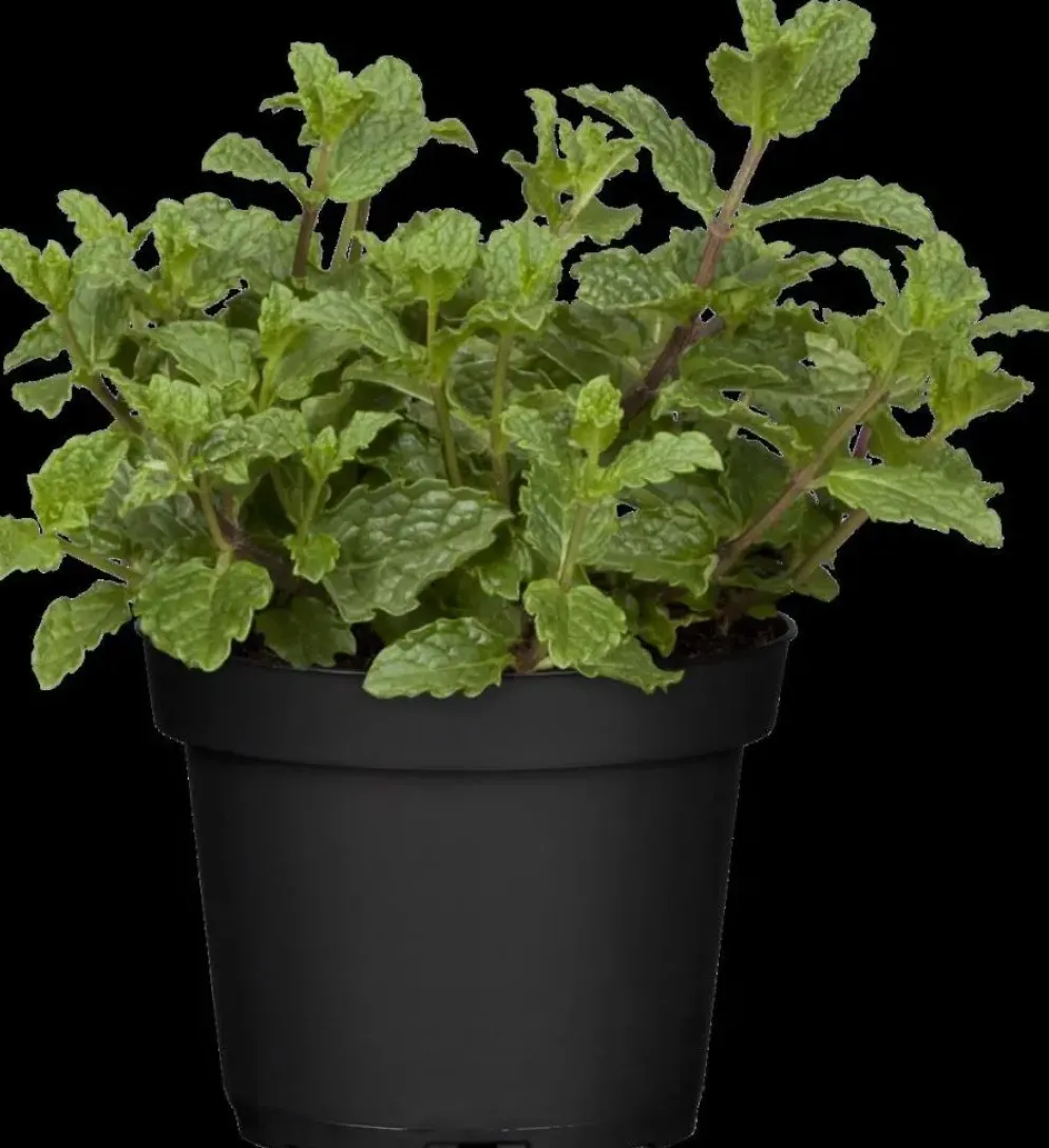 Mentha piperita 'Lemon' (Citroenmunt)