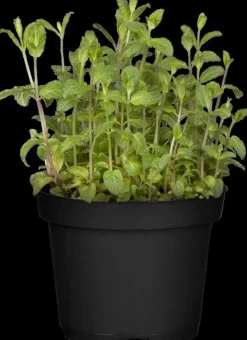 Mentha piperita 'Lemon' (Citroenmunt)