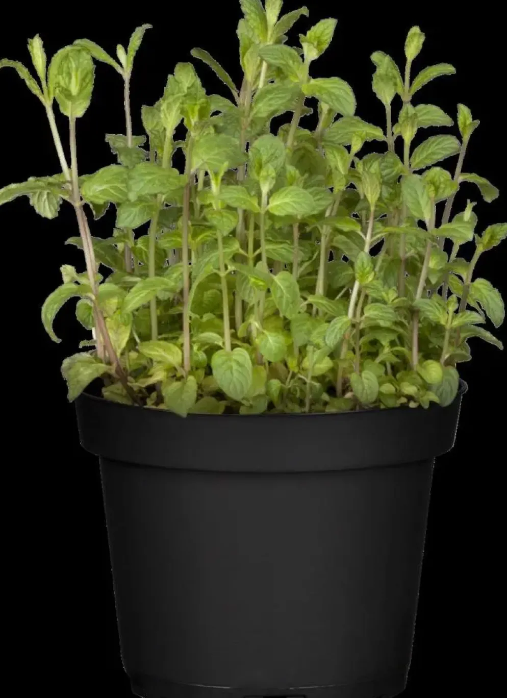 Mentha piperita 'Lemon' (Citroenmunt)