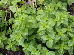Mentha piperita 'Lemon' (Citroenmunt)