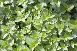 Mentha piperita 'Lemon' (Citroenmunt)