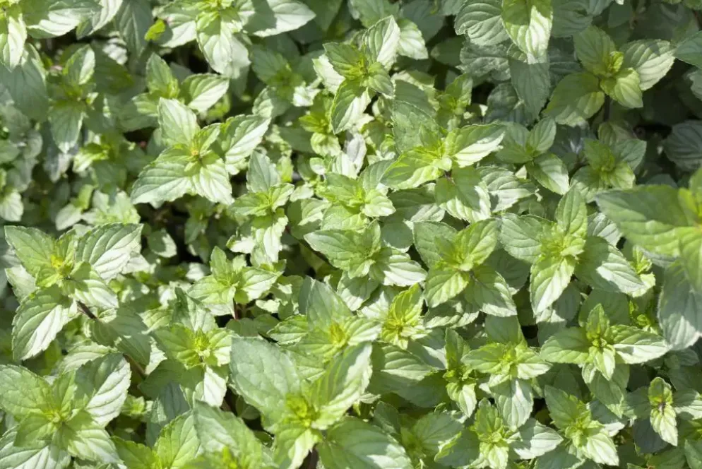 Mentha piperita 'Lemon' (Citroenmunt)