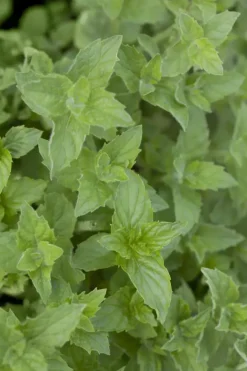 Mentha piperita 'Lemon' (Citroenmunt)