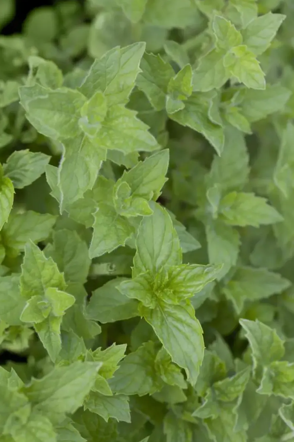 Mentha piperita 'Lemon' (Citroenmunt)