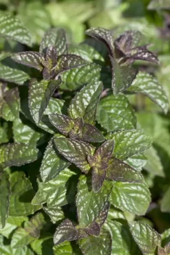 Mentha spicata, grün-rot (Aarmunt)