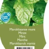 Mentha spicata 'Moroccan' (Marokkaanse munt)
