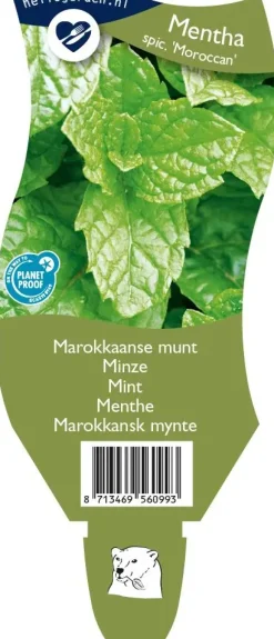 Mentha spicata 'Moroccan' (Marokkaanse munt)