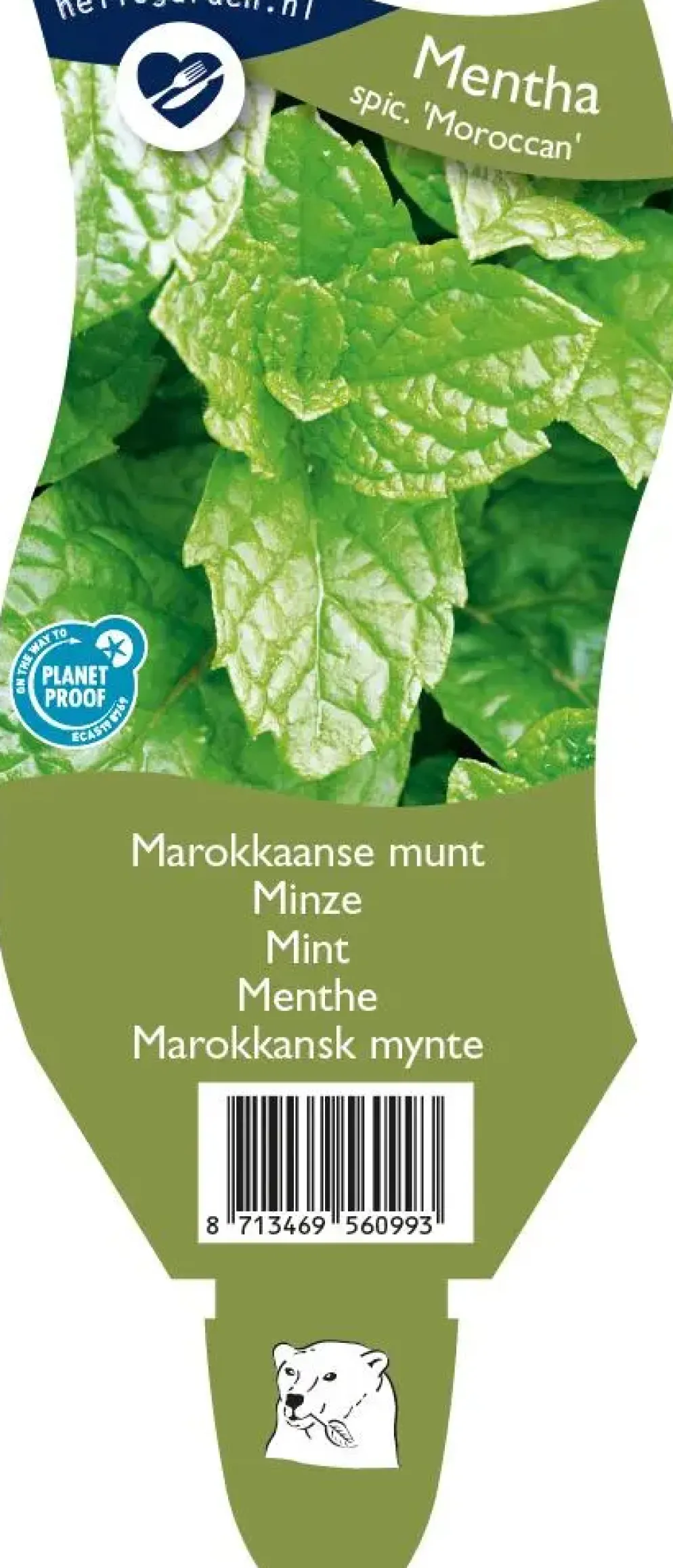 Mentha spicata 'Moroccan' (Marokkaanse munt)