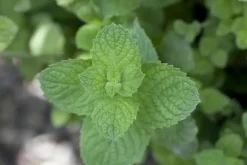 Mentha spicata 'Moroccan' (Marokkaanse munt)