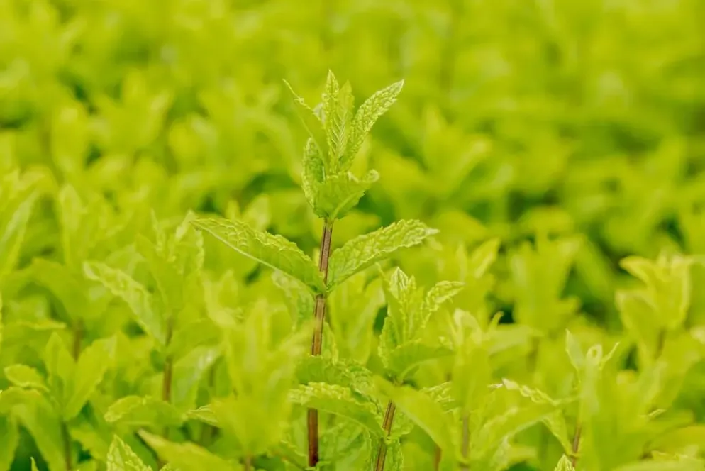 Mentha spicata 'Moroccan' (Marokkaanse munt)