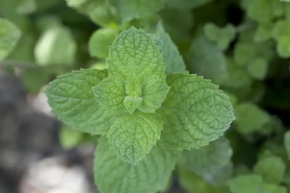 Mentha spicata 'Moroccan' (Marokkaanse munt)