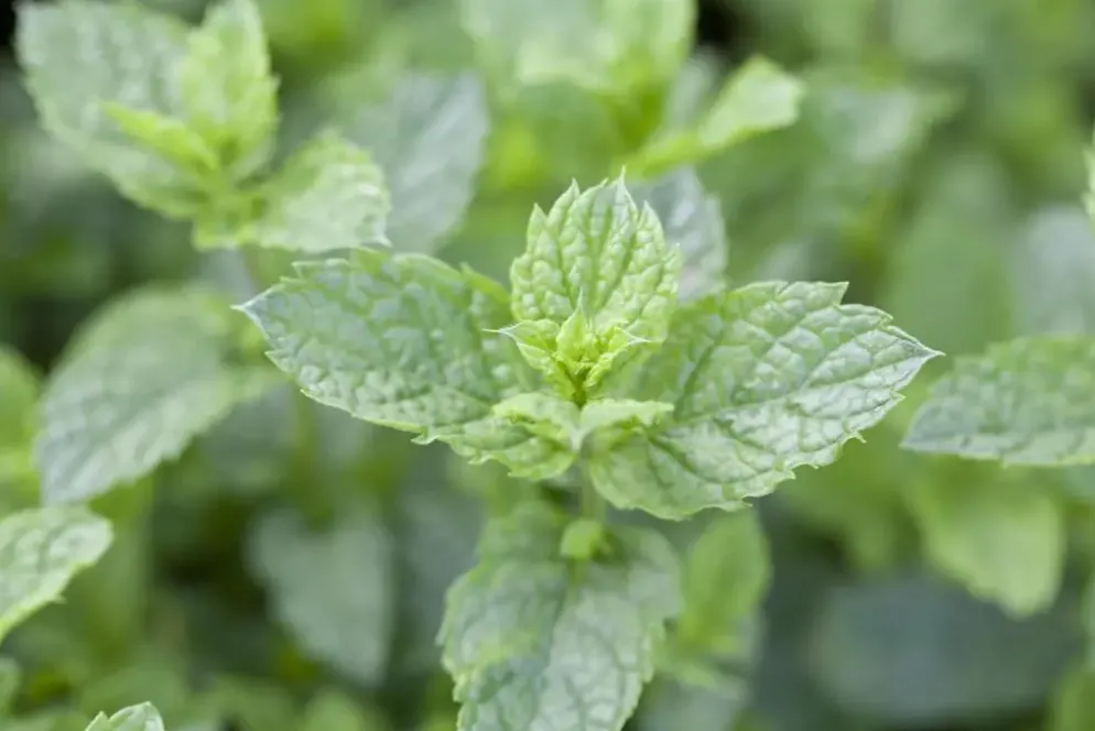 Mentha spicata 'Moroccan' (Marokkaanse munt)
