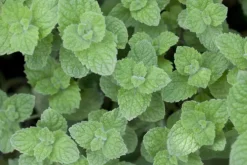 Mentha spicata 'Moroccan' (Marokkaanse munt)