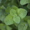 Mentha x rotundifolia 'Apple Mint' (Appelmunt)