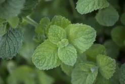 Mentha x rotundifolia 'Apple Mint' (Appelmunt)