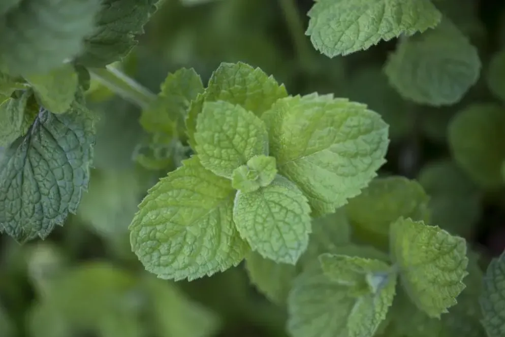 Mentha x rotundifolia 'Apple Mint' (Appelmunt)